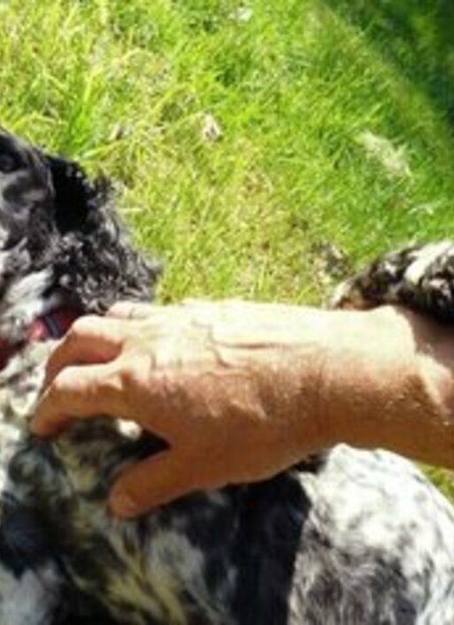 Joachim Frank: Wie ich lernte, einen Hund zu lieben